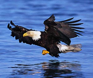 Eagle